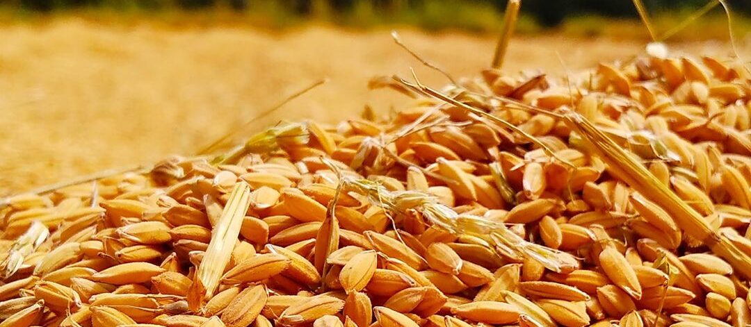 shalitha-dissanayaka-w-iVGVdZvt4-unsplash shalitha-dissanayaka-w-iVGVdZvt4-unsplash