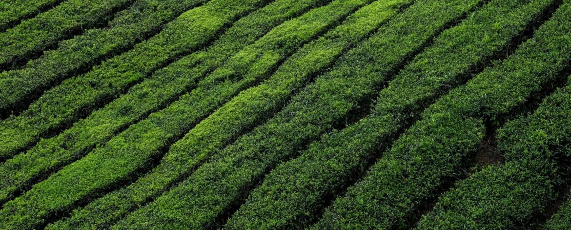 colin-roe-H1RWuPMIgBY-unsplash-scaled colin-roe-H1RWuPMIgBY-unsplash-scaled